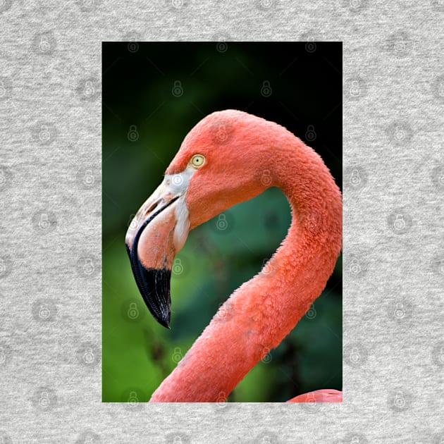 Flamingo Bird by InspiraImage